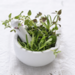 herbs for cooking